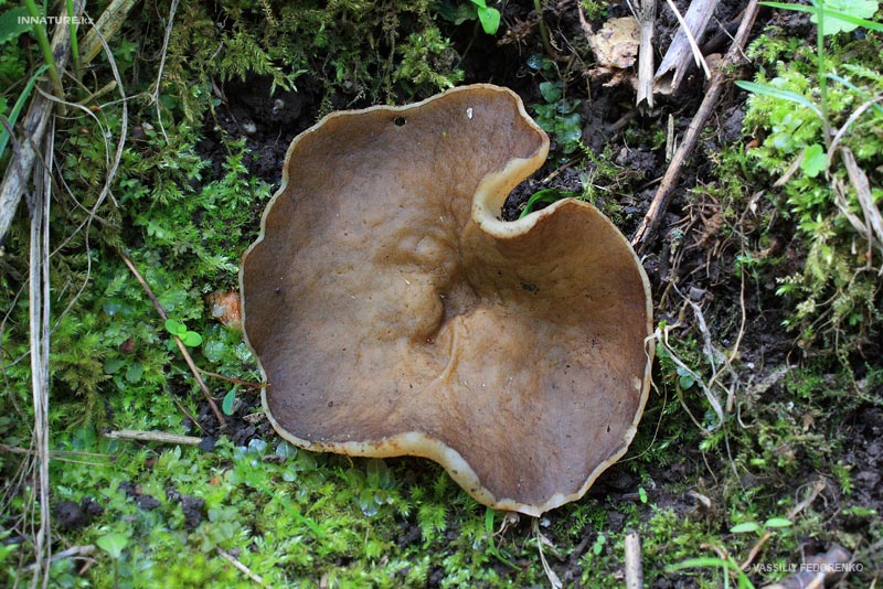 discina_01.jpg
