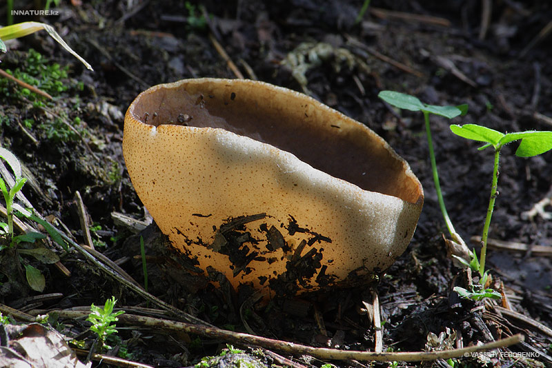 discina_04.jpg