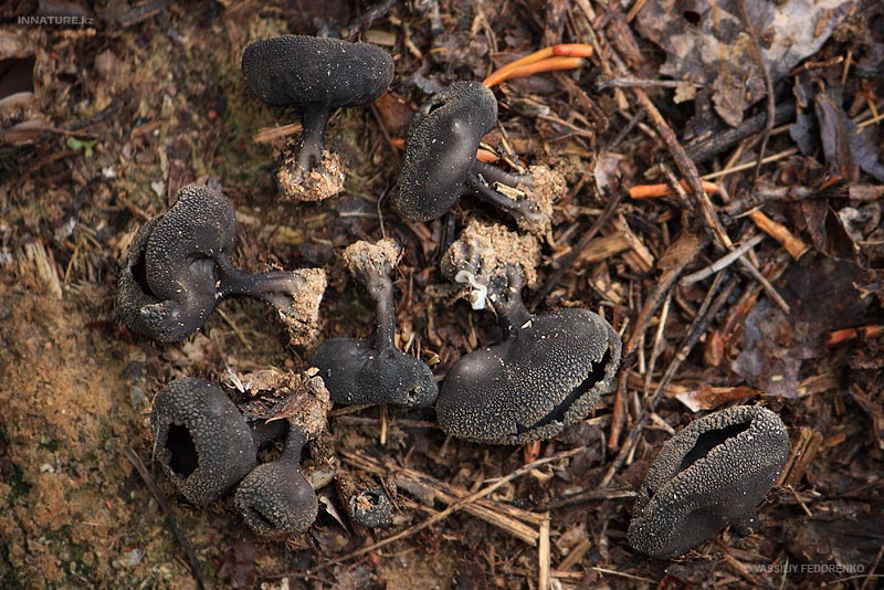 fungi_21_3.jpg