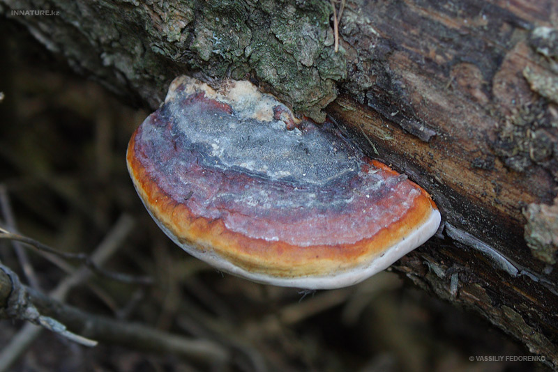 fungi_23.jpg