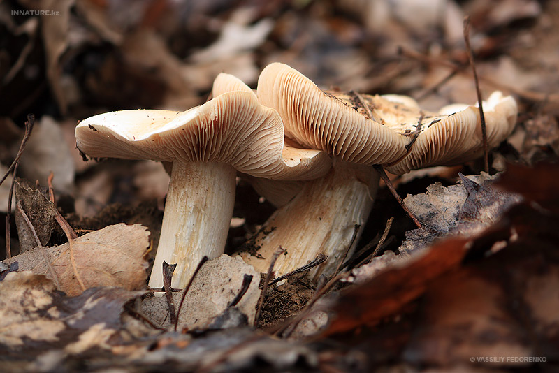 fungi_23_1.jpg