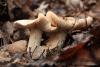 fungi_23_1_t1.jpg