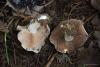 fungi_23_3_t1.jpg