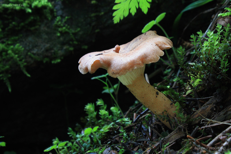 fungi_24_1.jpg