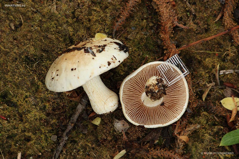 fungi_25.jpg