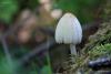 fungi_25_t1_1.jpg