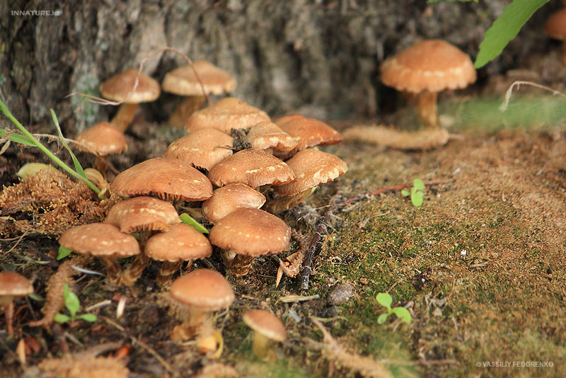 fungi_26.jpg