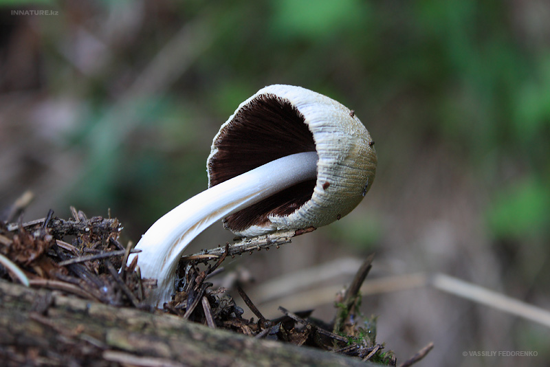 fungi_26_1.jpg