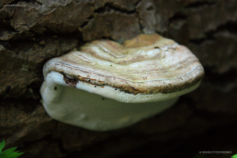 fungi_27_1.jpg