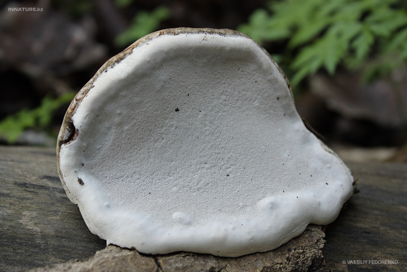 fungi_27_2.jpg