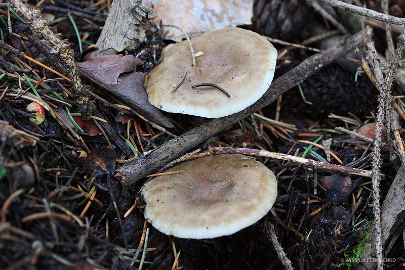 fungi_28_1.jpg