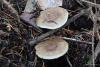 fungi_28_1_t1.jpg
