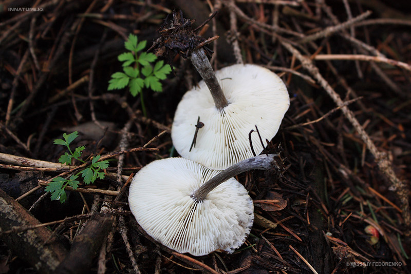 fungi_28_2.jpg