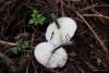 fungi_28_2_t1.jpg