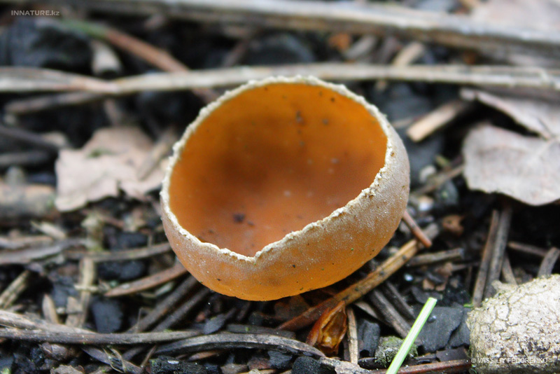 fungi_29_1.jpg