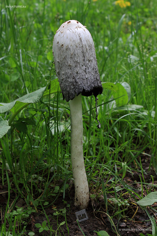 fungi_30_2.jpg