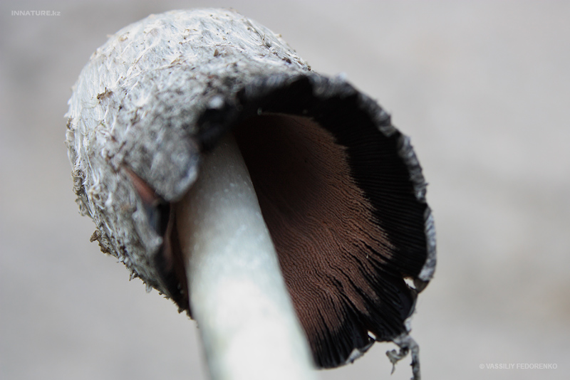 fungi_30_3.jpg
