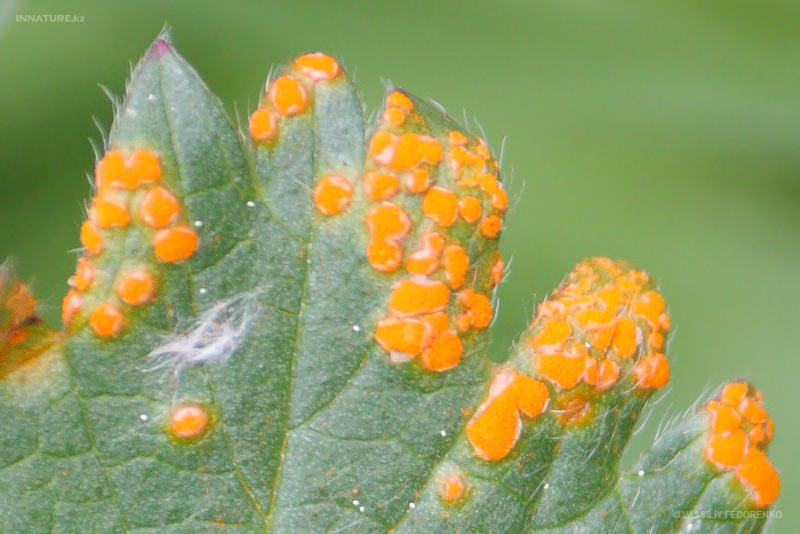 fungi_32_1.jpg