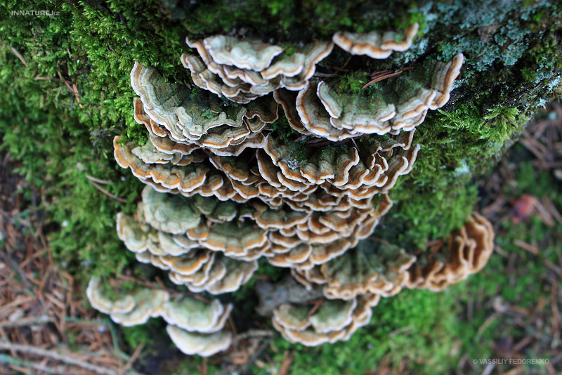 fungi_33_1.jpg