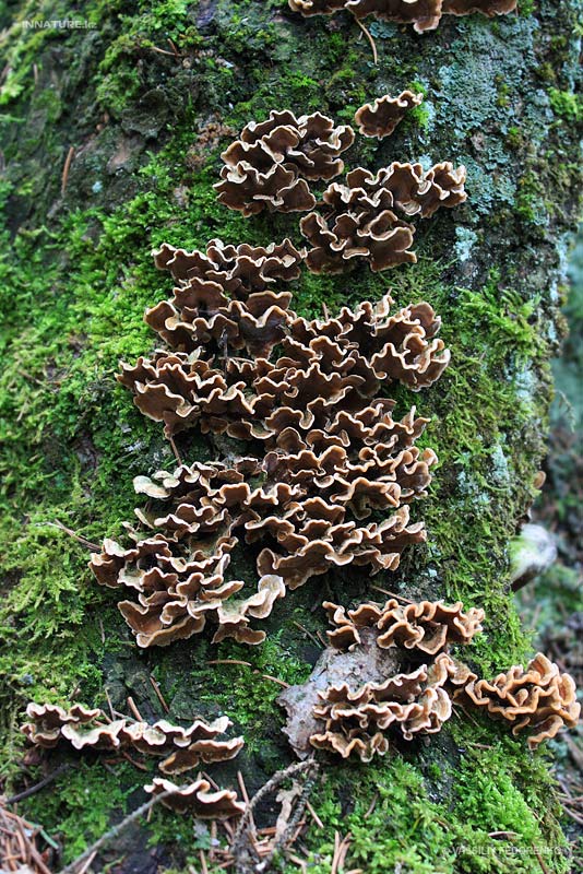 fungi_33_2.jpg
