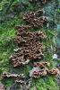 fungi_33_2_t1.jpg