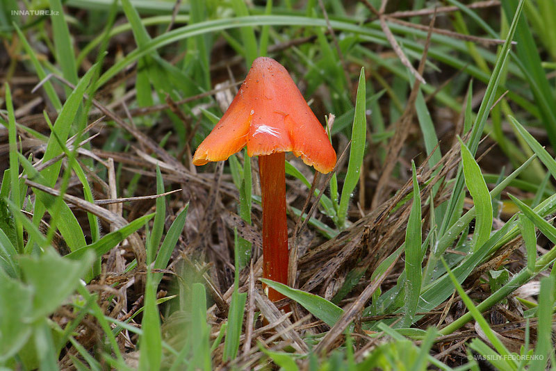 hygrocybe-conica_03.jpg