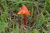 hygrocybe-conica_03_t1.jpg