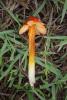 hygrocybe-conica_04_t1.jpg