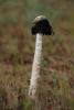 montagnea-arenaria_04_t1.jpg