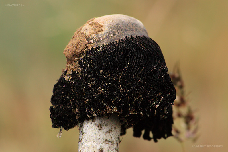montagnea-arenaria_05.jpg