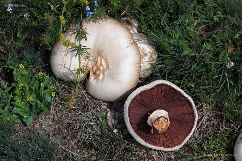 agaricus_01_2.jpg