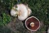 agaricus_01_2_t1.jpg