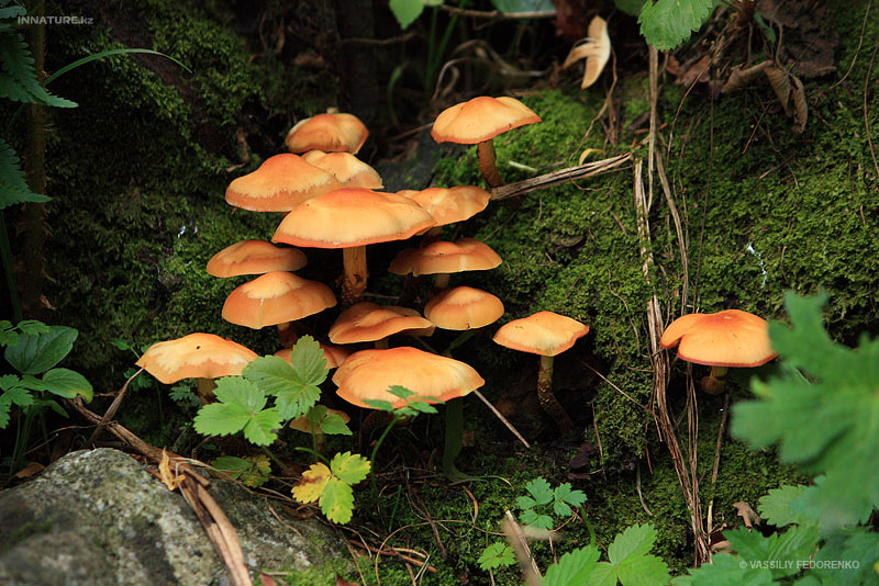 fungi_43_1.jpg