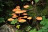 fungi_43_1_t1.jpg