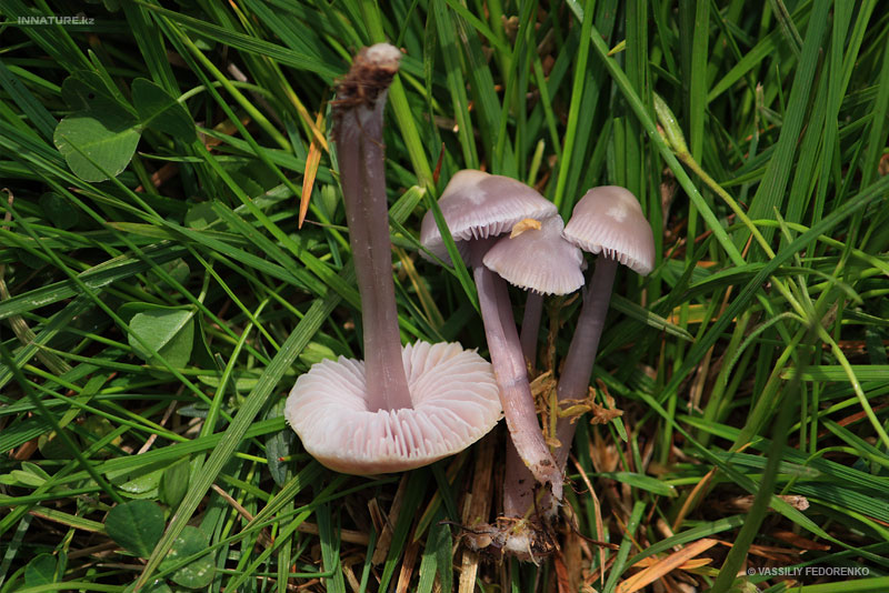 fungi_48_1.jpg