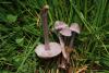 fungi_48_1_t1.jpg