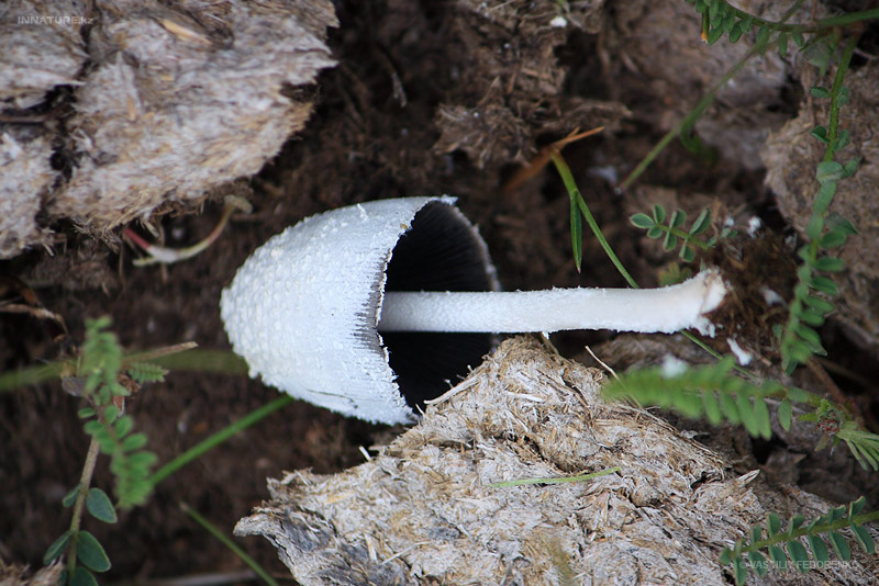 fungi_49_2.jpg