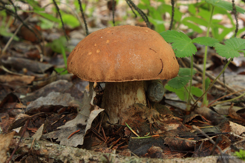 leccinum-scabrum_01.jpg