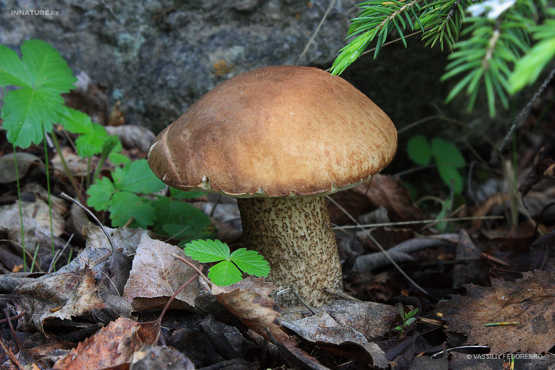 leccinum-scabrum_02.jpg