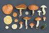 suillus-granulatus_12_t1.jpg