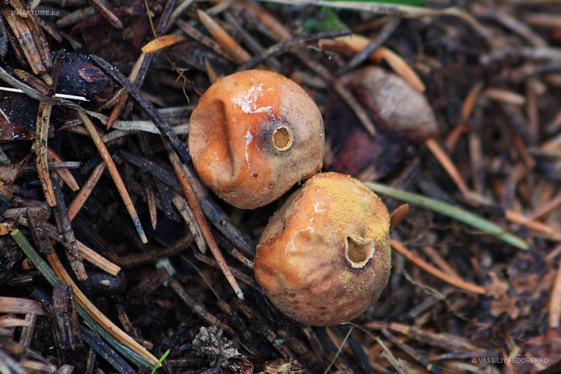 tulostoma-sp_01_1.jpg