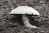 agaricus_01_2_t1.jpg