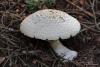 agaricus_01_3_t1.jpg