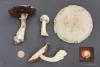 agaricus_01_t1.jpg