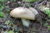 agaricus_02_2_t1.jpg