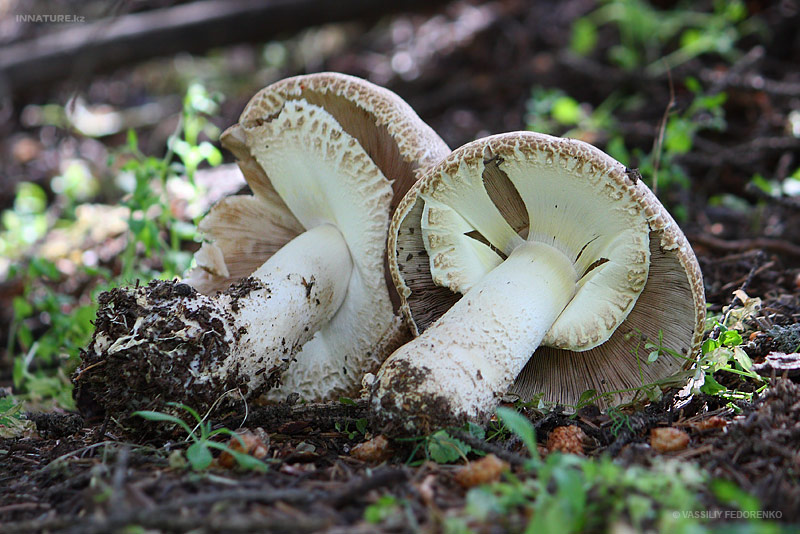 agaricus_02_3.jpg