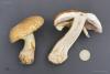 agaricus_02_t1.jpg