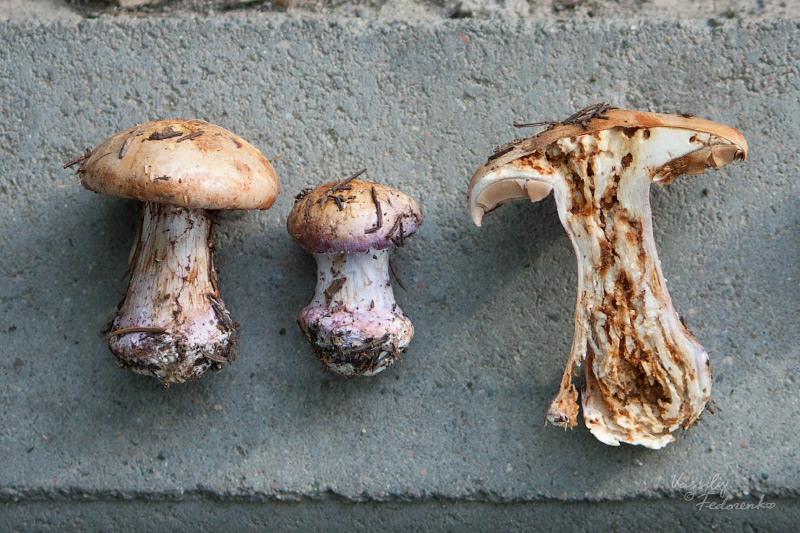 cortinarius005.jpg