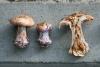 cortinarius005_t1.jpg