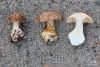 cortinarius11_t1.jpg